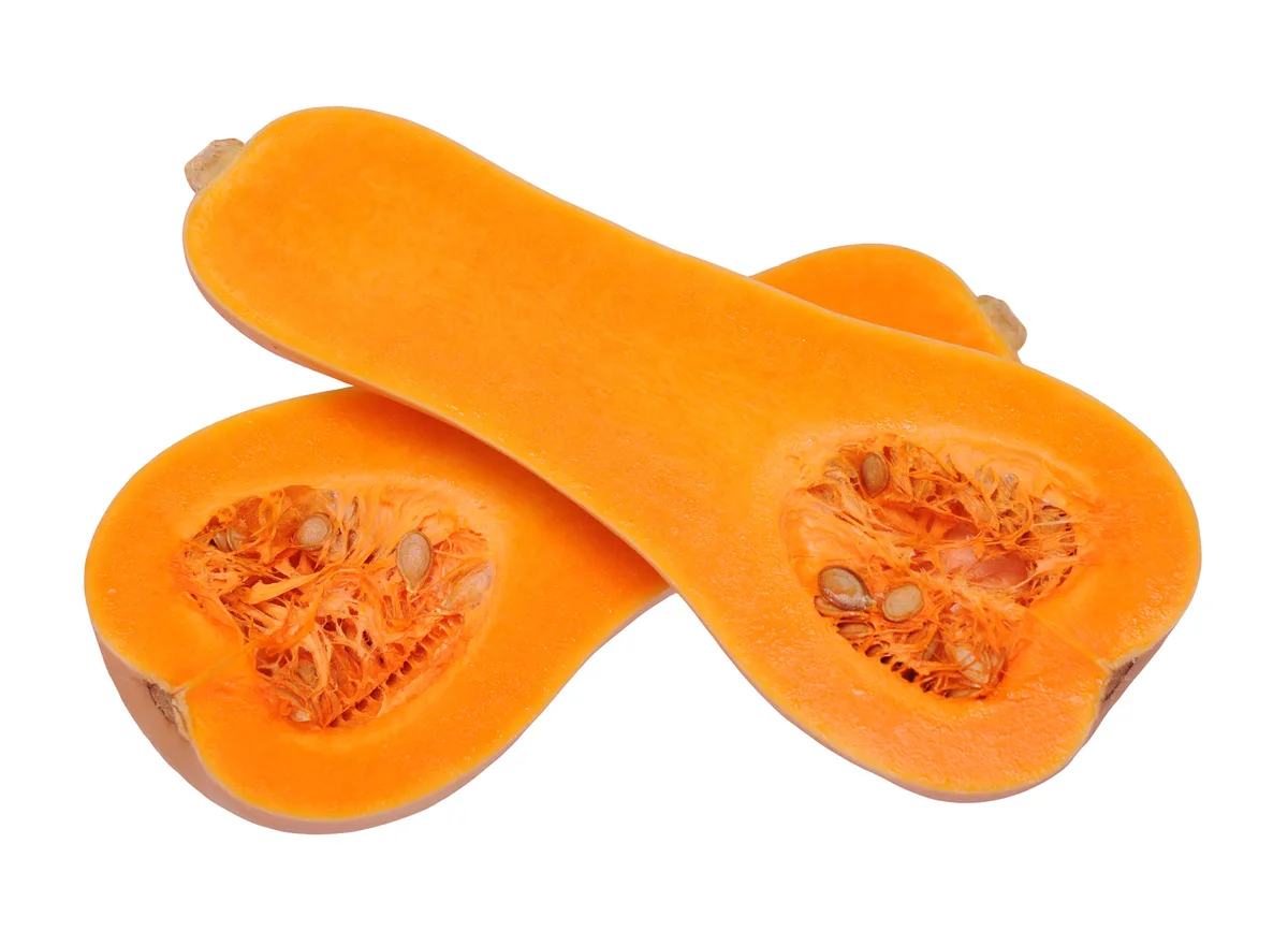 Squash, Early Butternut Hybrid 100 Seed Count - Image 2