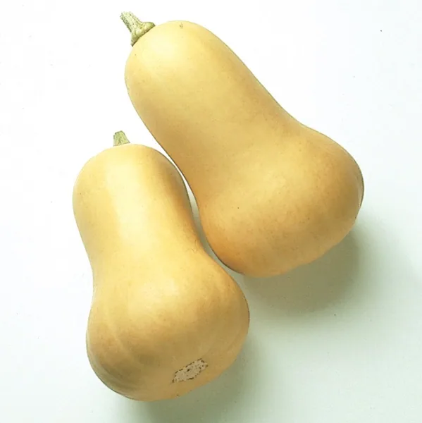 Squash, Early Butternut Hybrid 100 Seed Count