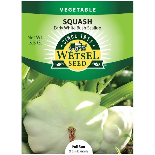 Squash, Early White Bush 3.5 Grams