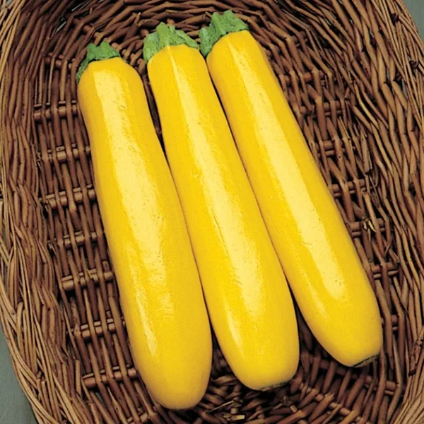 Squash, Gold Rush Hybrid 100 Seed Count