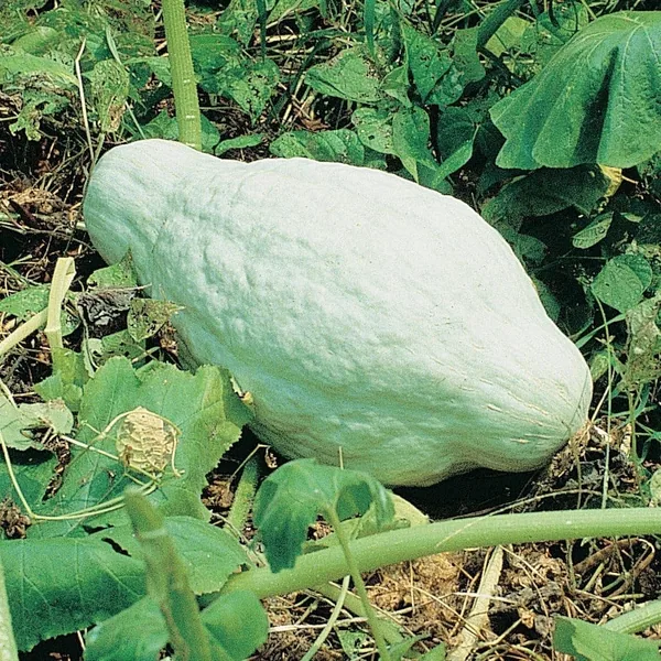 Squash, Improved Green Hubbard 1