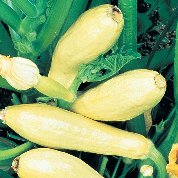 Squash, Straightneck 1