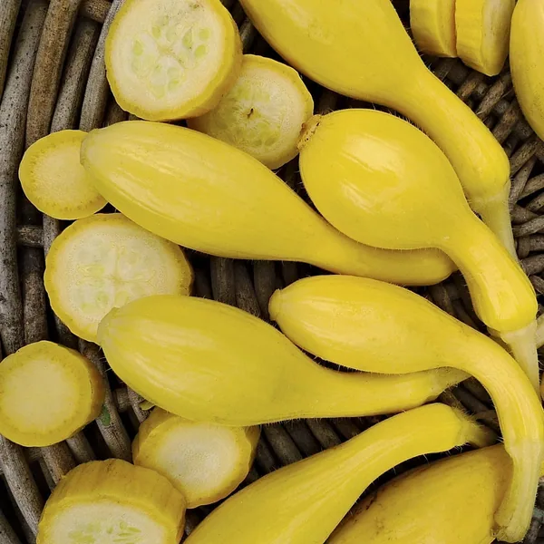 Squash, Summer Crookneck 1