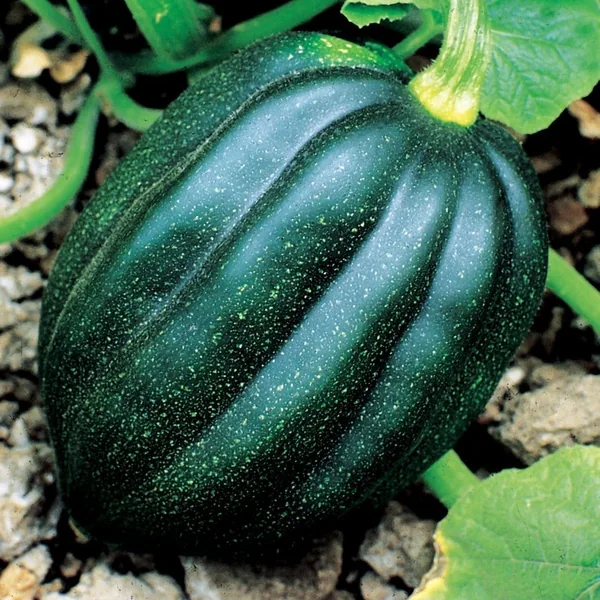 Squash, Table Queen Acorn 1