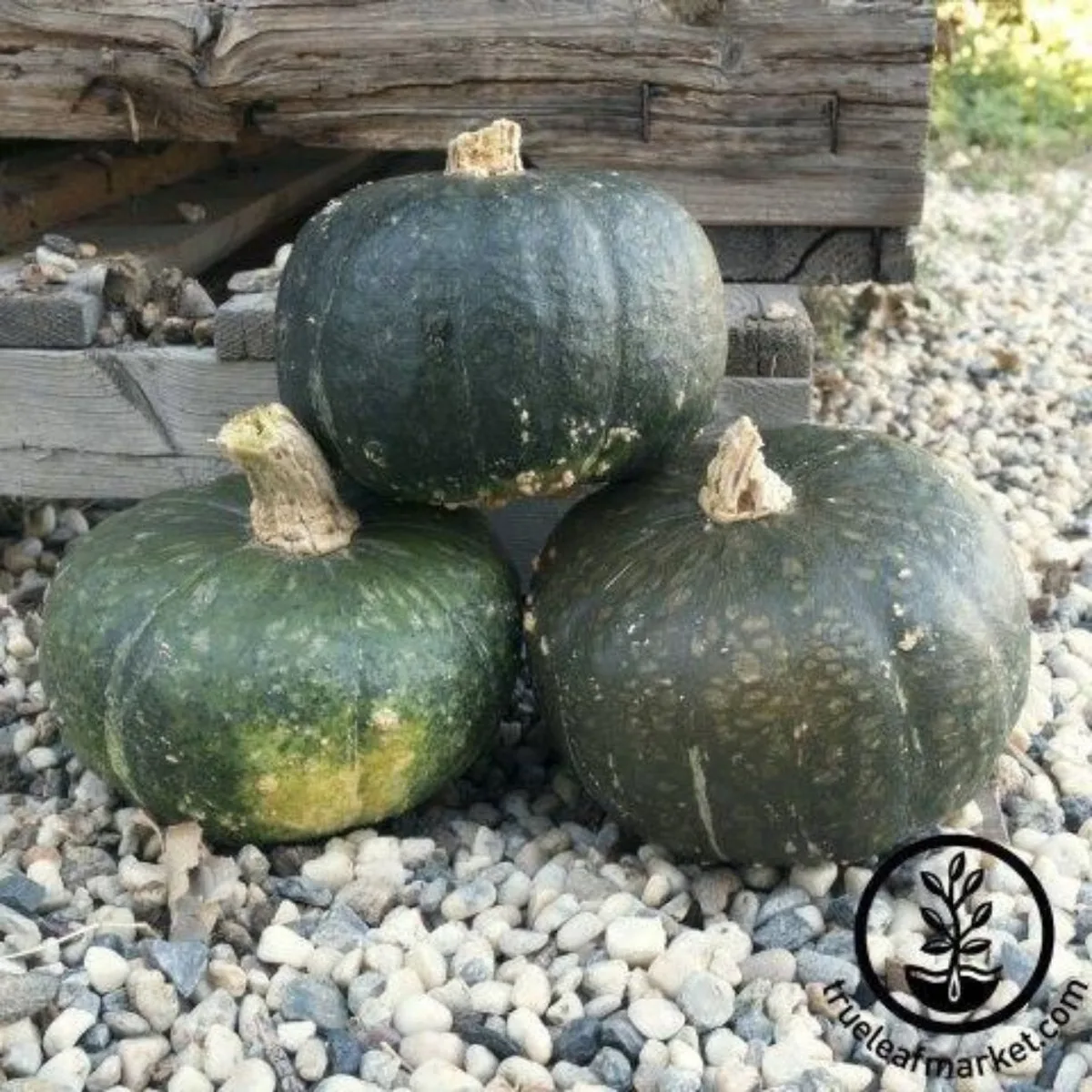Squash, Taybelle Hybrid 1 Gram - Image 2