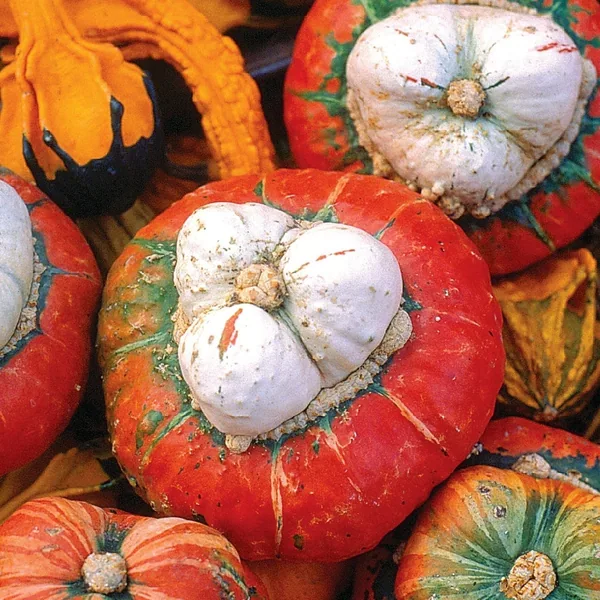 Squash, Turks Turban 1