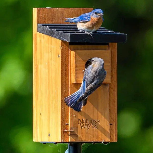 Stovall Bluebird House MADE IN THE USA - Image 2