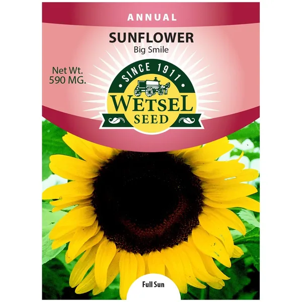 Sunflower, Big Smile 590mg