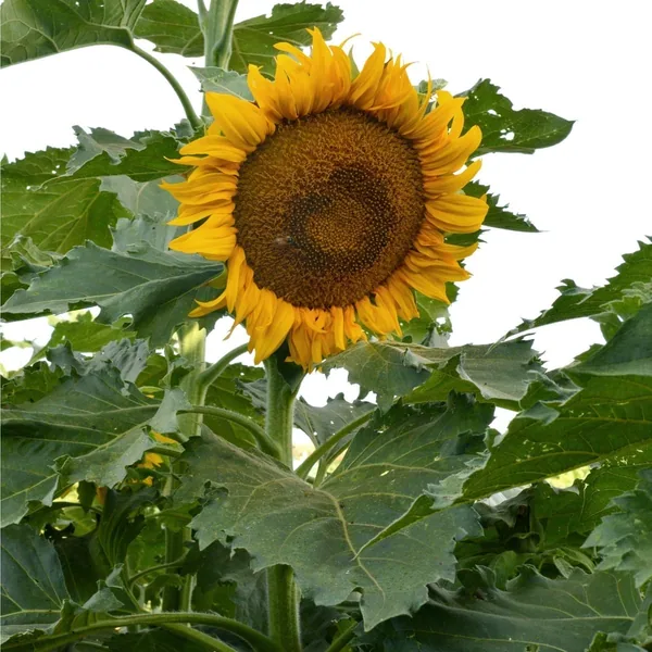 Sunflower, Incredible Dwarf Lbs