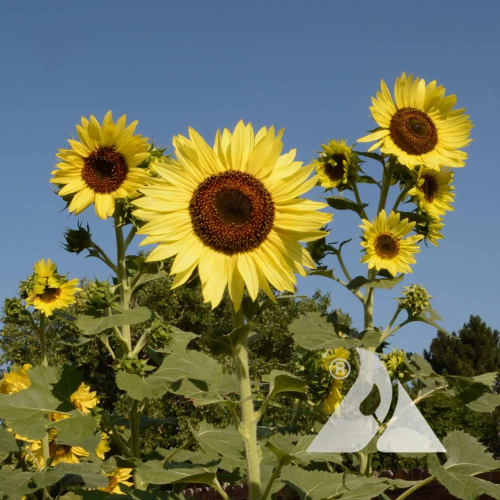 Sunflower, Lemon Queen 1/2lb - Image 2