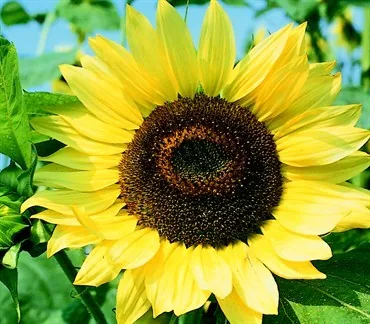 Sunflower, Lemon Queen 1/2lb
