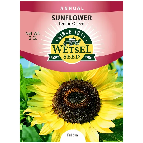 Sunflower, Lemon Queen 2 Grams