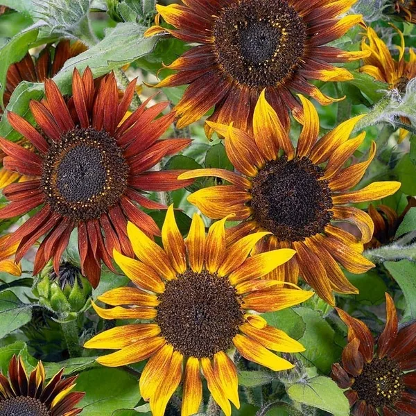 Sunflower, Mardi Gras Blend Lbs