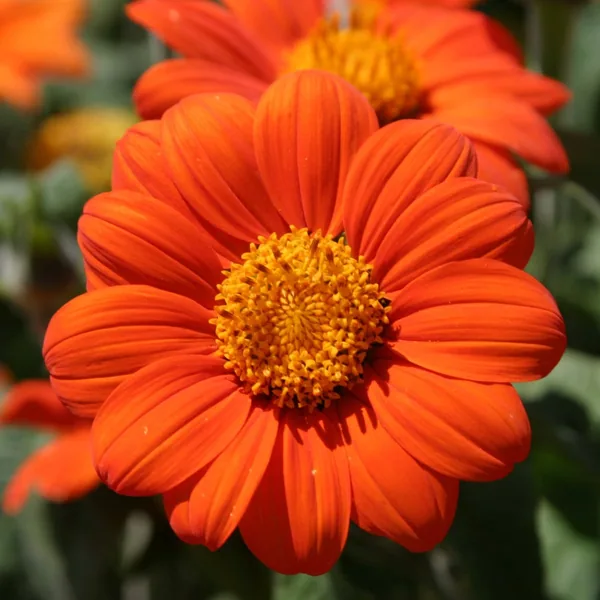 Sunflower, Mexican Lbs