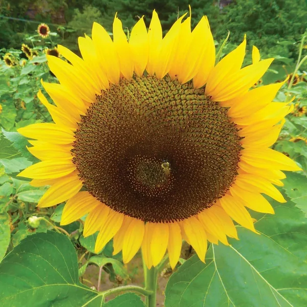 Sunflower, Russian Mammoth 1lb