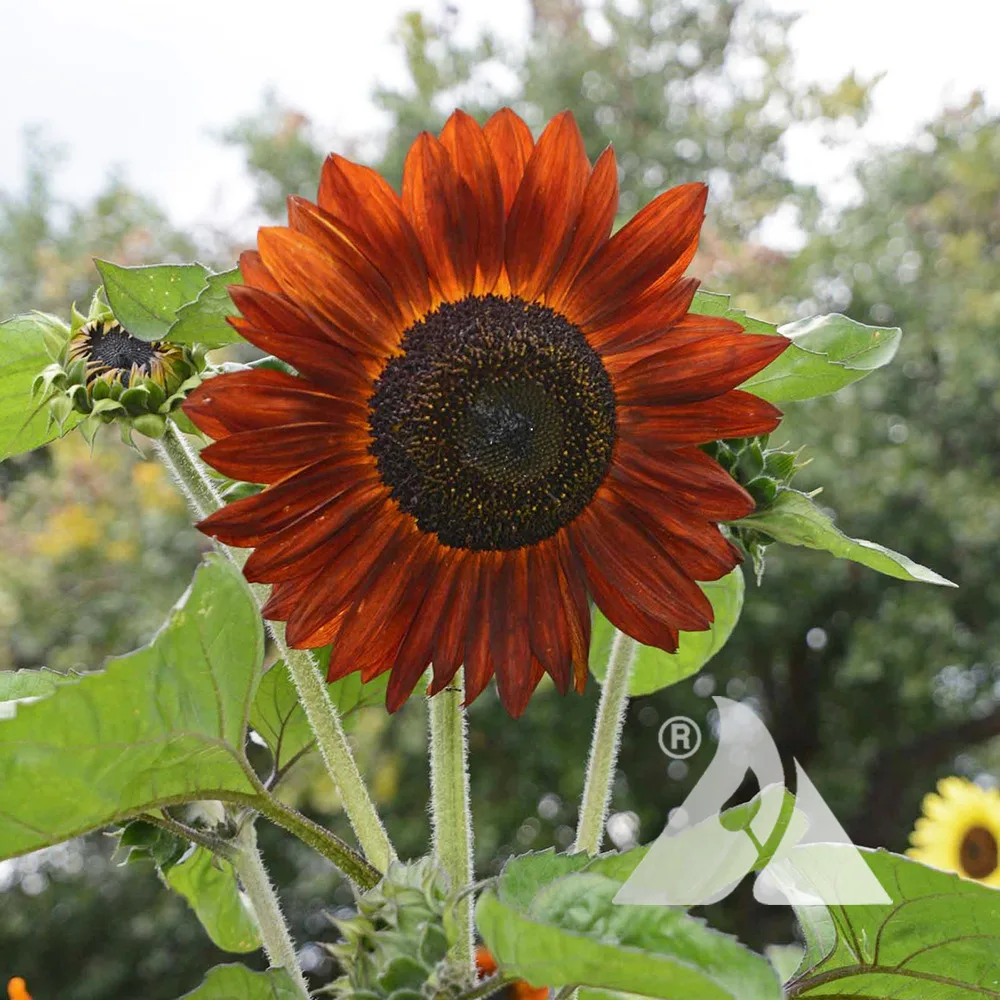 Sunflower, Velvet Queen 1/2lb - Image 2