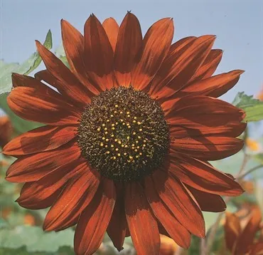 Sunflower, Velvet Queen 1/2lb
