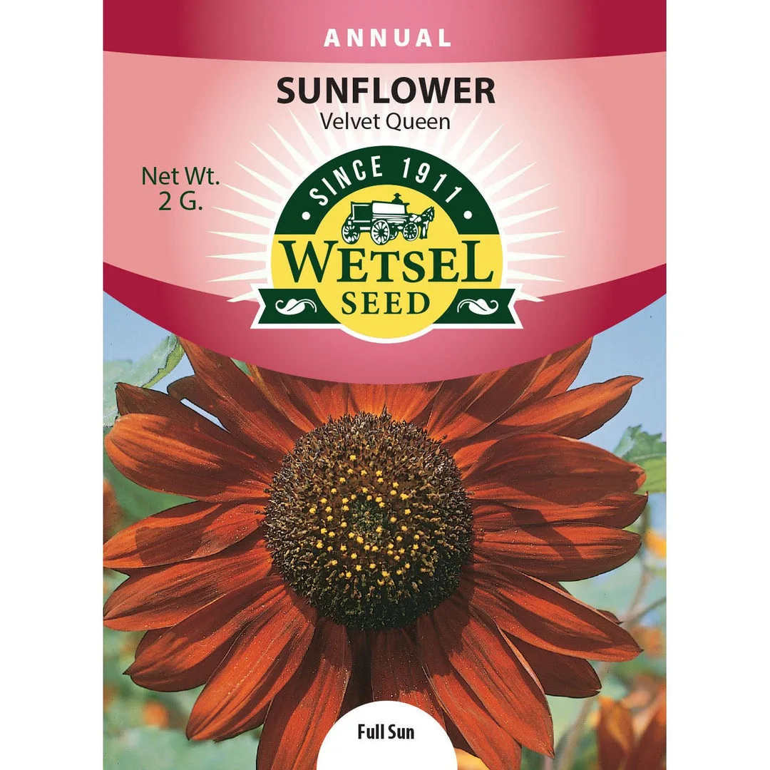 Sunflower, Velvet Queen 2 Grams - Image 2