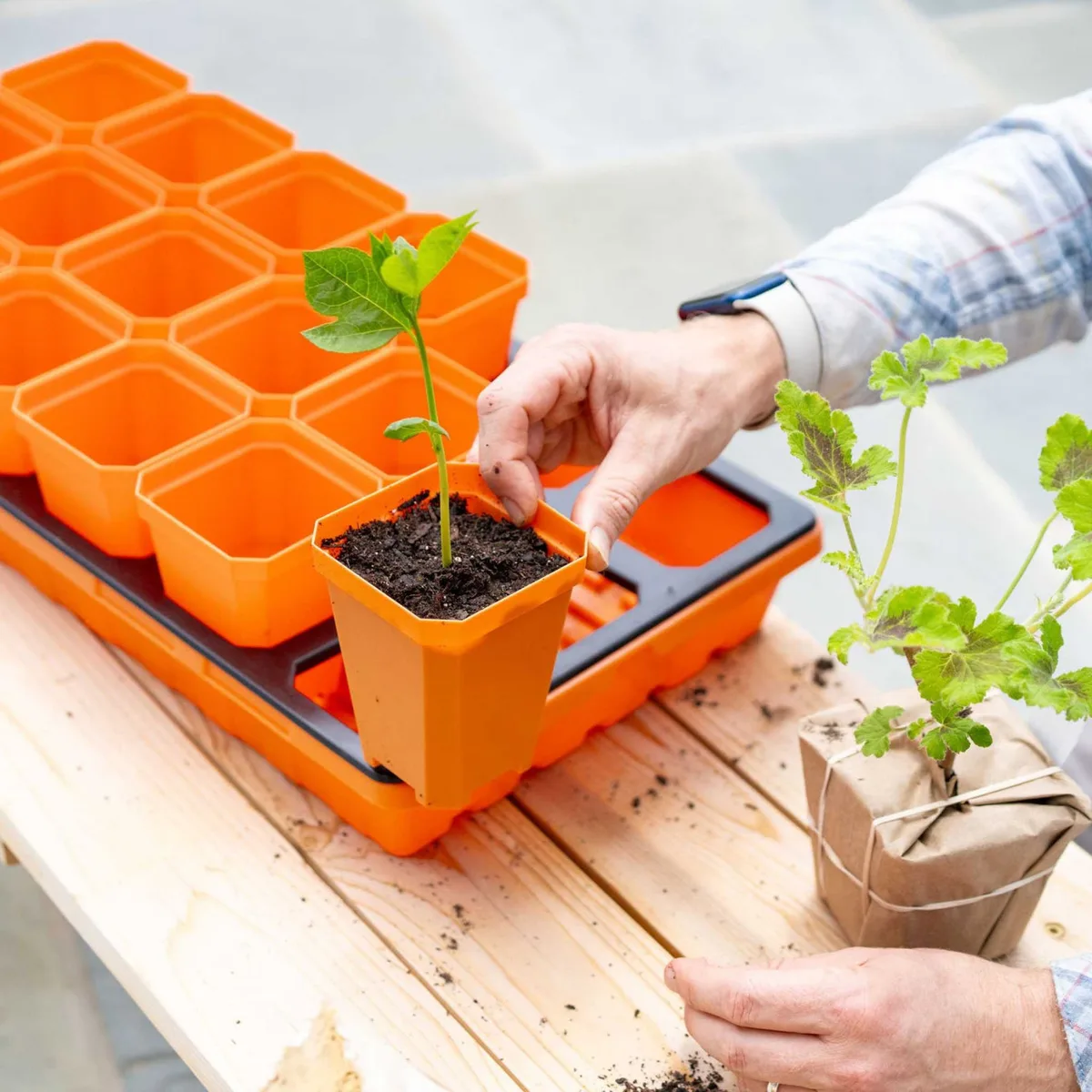 Sunpack 3.3" Heavy-Duty Seed Starting Square Pot, Orange - Image 2