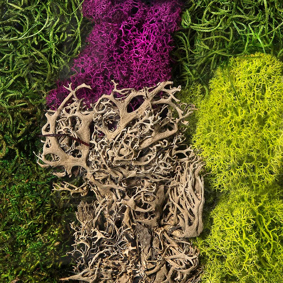 SuperMoss Moss Mix