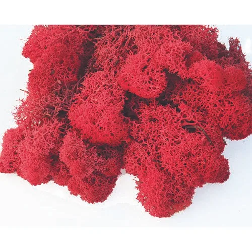 SuperMoss Preserved Reindeer Moss