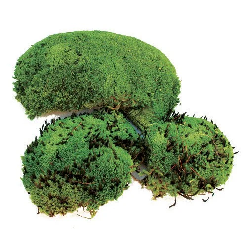 SuperMoss Royal Pool Moss Preserved