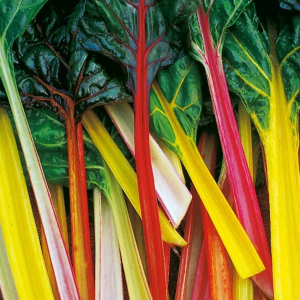Swiss Chard, Northern Lights 1