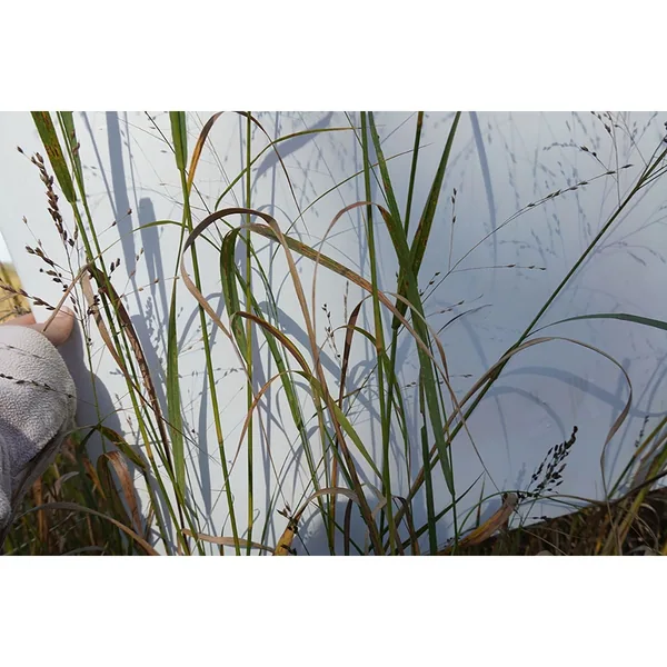 Switchgrass, Cave-In-Rock 50 lbs