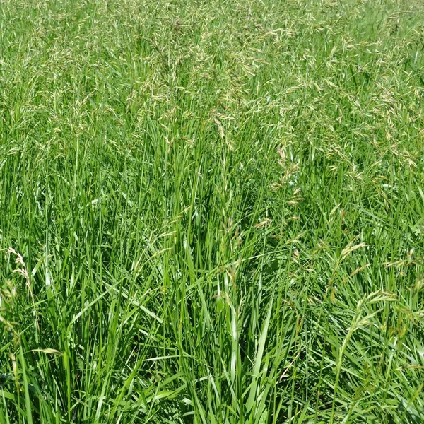 Tall Fescue Covenant II 50 lbs