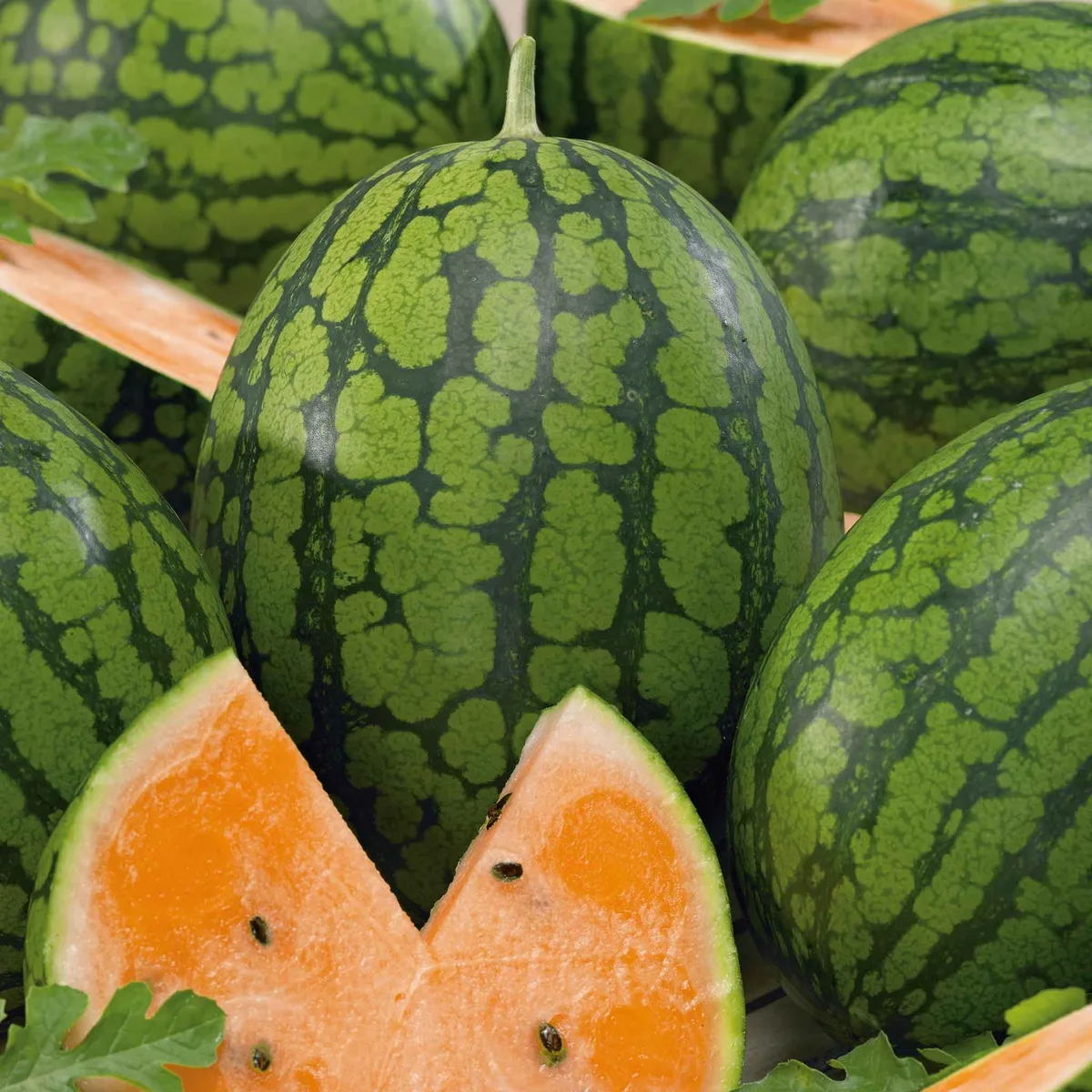 Tendersweet Watermelon - Image 2