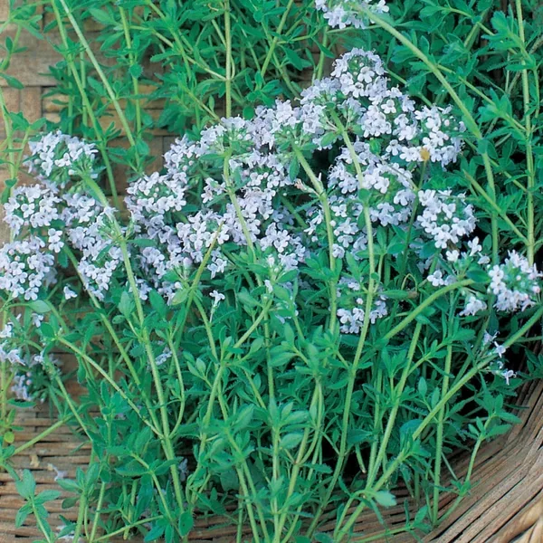 Thyme 1/16oz