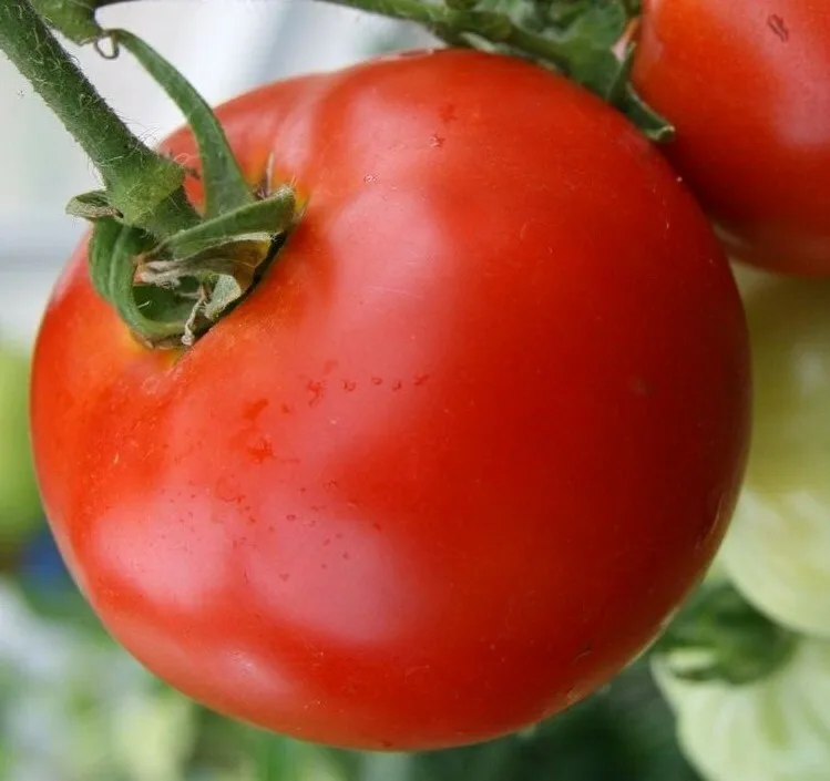 Tomato, Abe Lincoln 100 Seed Count - Image 2