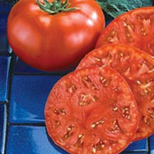 Tomato, Beefmaster 75mg - Image 2