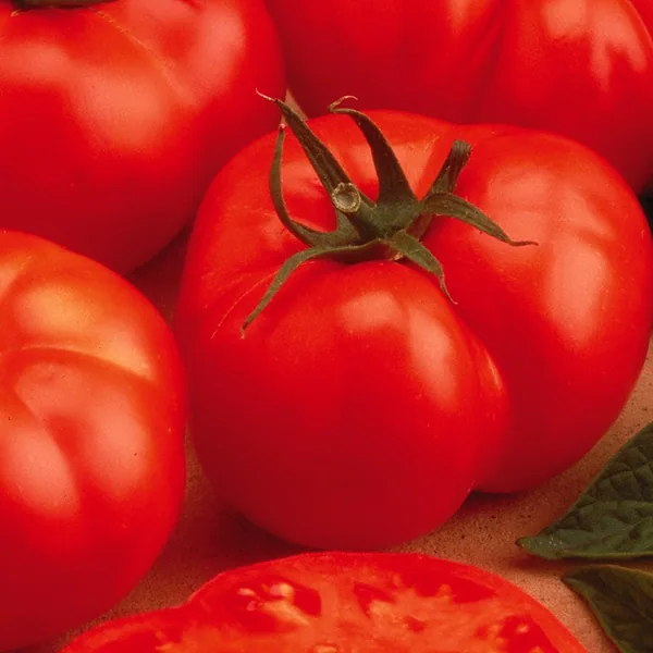 Tomato, Beefmaster Treated 1000 Seed Count
