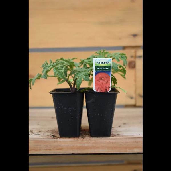 Tomato, Beefsteak 1
