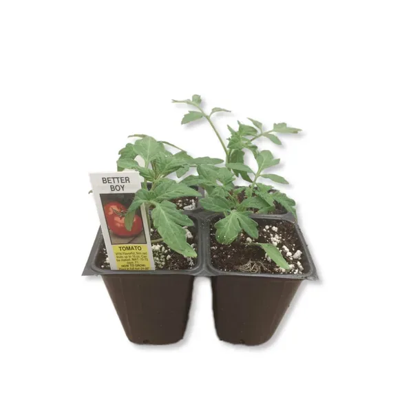 Tomato, Better Boy Untreated 1000 Seed Count - Image 2