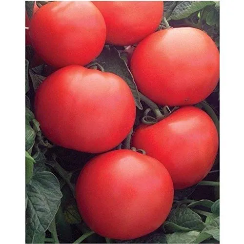 Tomato, Biltmore Treated 100 Seed Count - Image 2