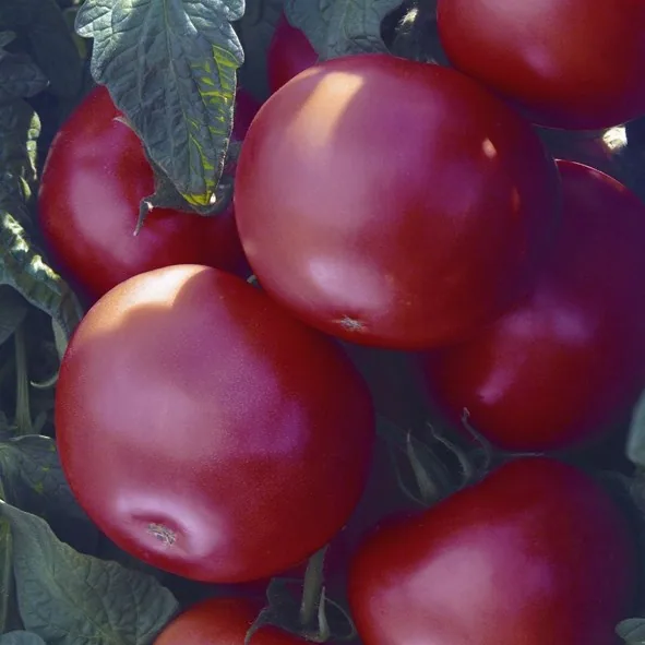 Tomato, Biltmore Treated 100 Seed Count
