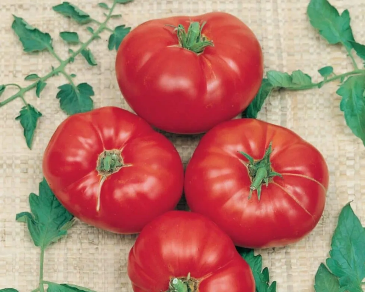 Tomato, Box Car Willie 500 Seed Count - Image 2