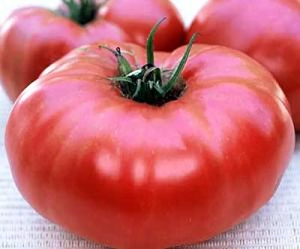 Tomato, Brandywine Pink Potato Leaf 500 Seed Count - Image 2