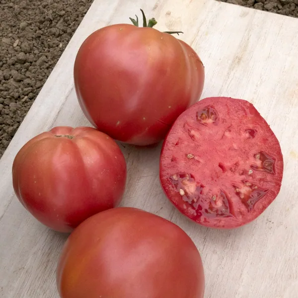 Tomato, Brandywine Pink Potato Leaf 500 Seed Count