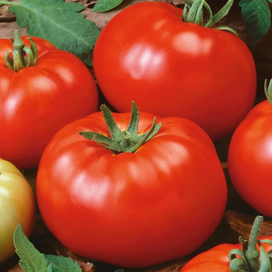 Tomato, Brandywine Red Potato Leaf 100 Seed Count - Image 2