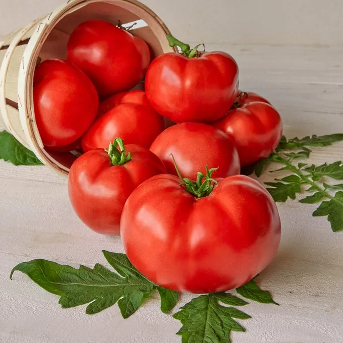 Tomato, Burpees Big Boy Treated 100 Seed Count - Image 2