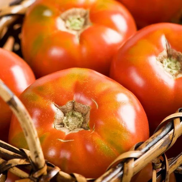 Tomato, Burpees Big Boy Treated 100 Seed Count