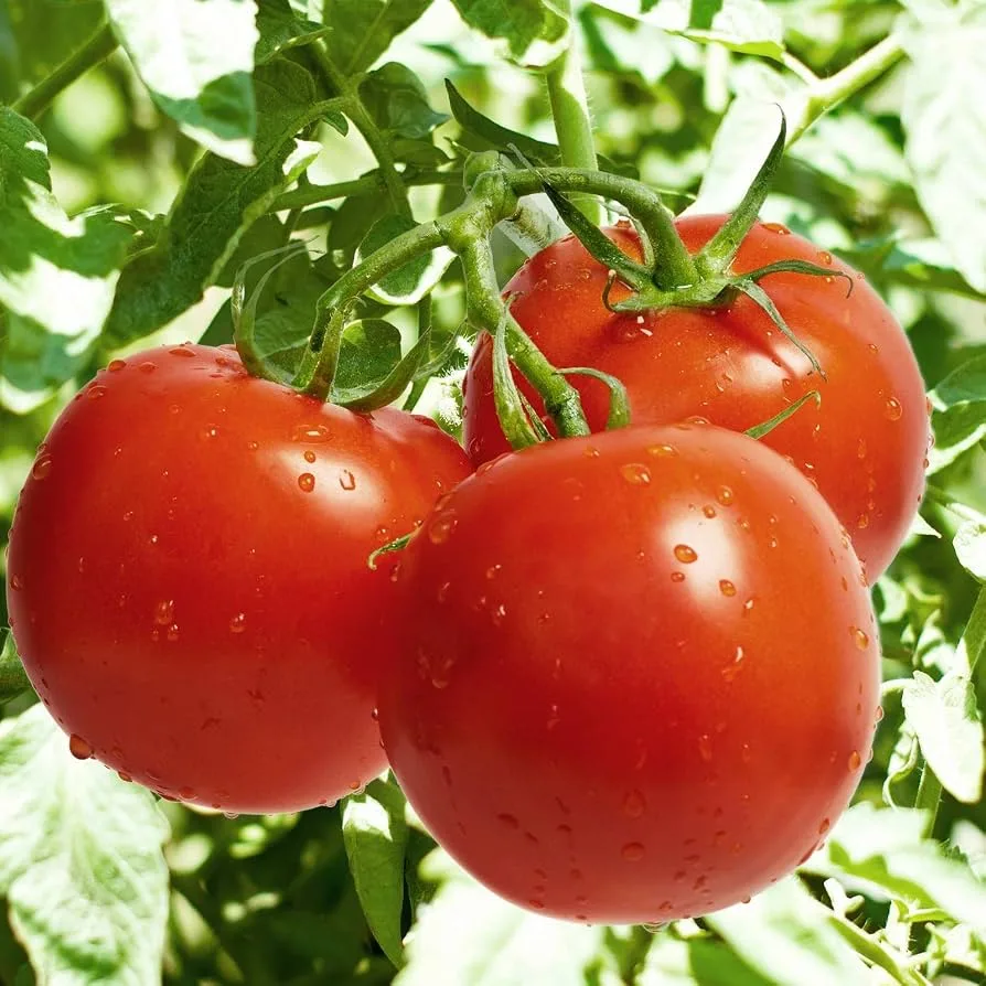 Tomato, Celebrity Hybrid Treated 100 Seed Count - Image 2
