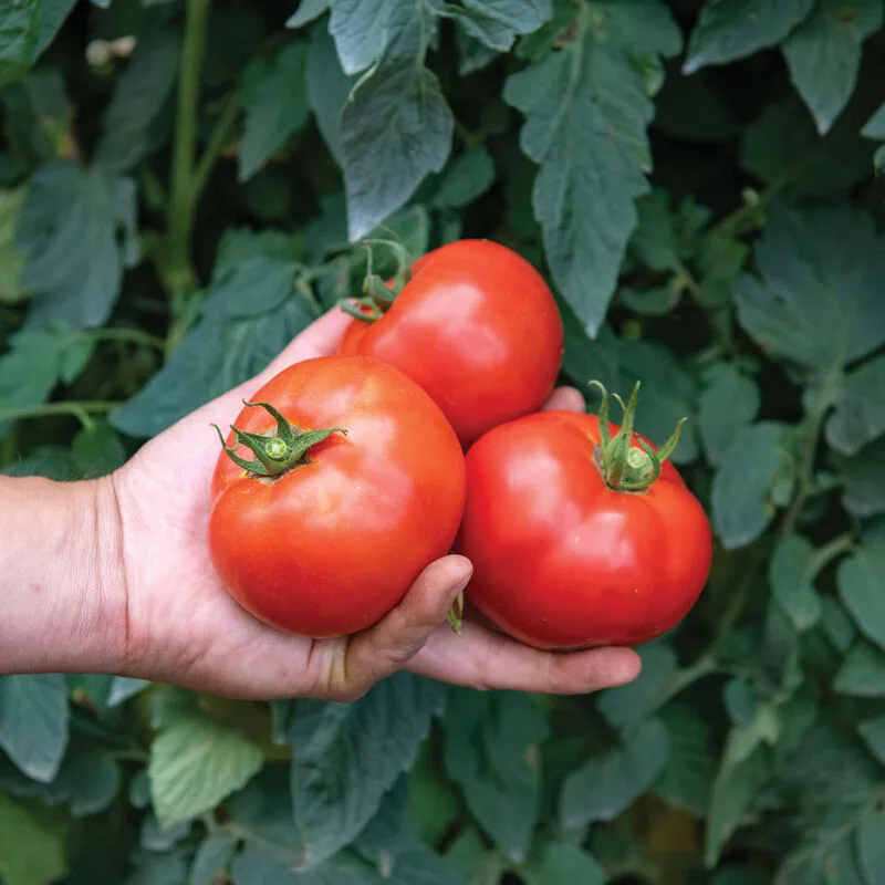 Tomato, Celebrity Plus 100 Seed Seed Count - Image 2