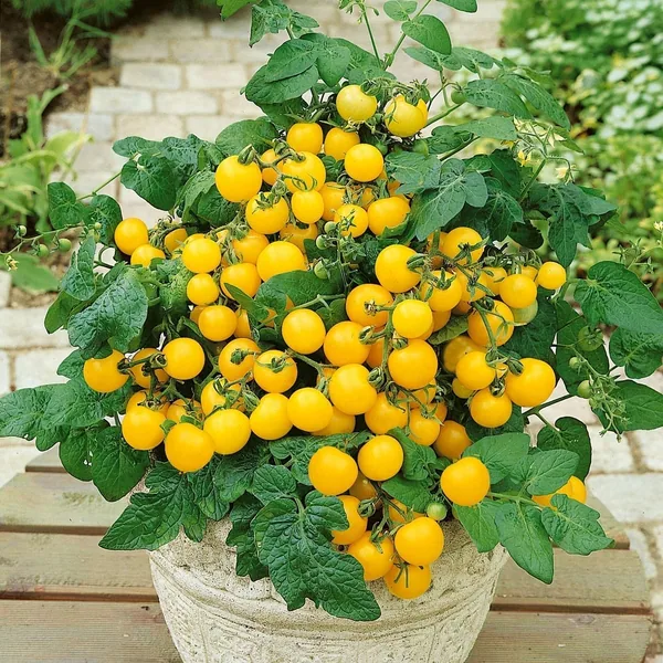 Tomato, Chef's Choice Orange 100 Seed Count