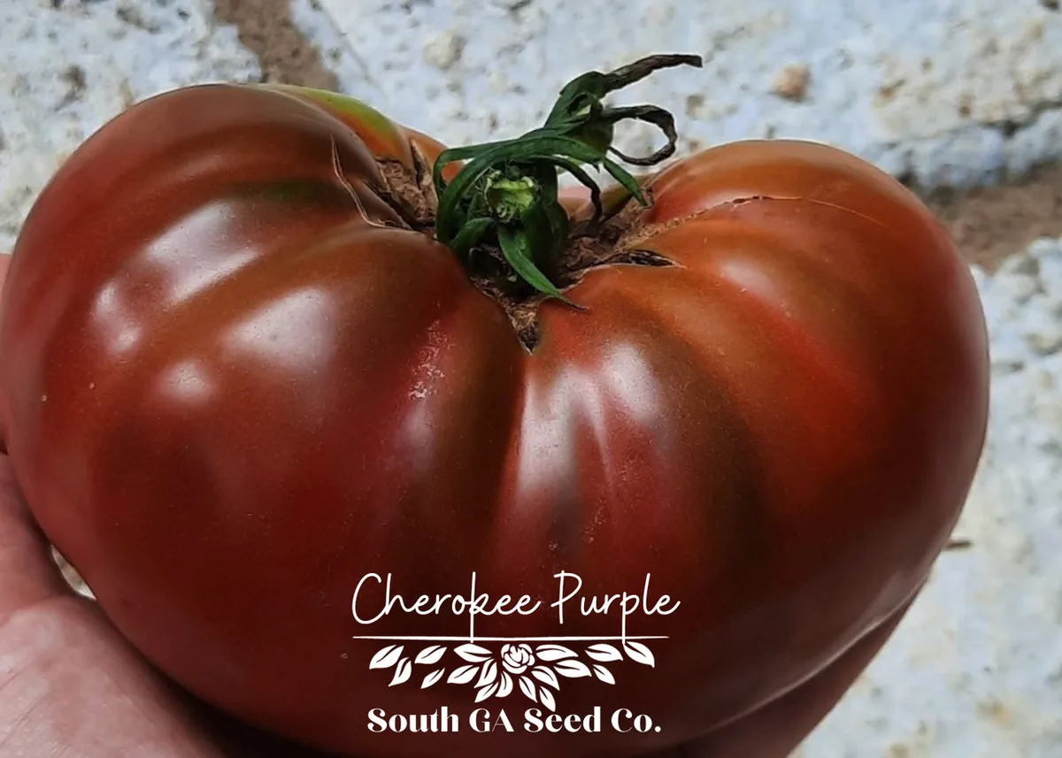 Tomato, Cherokee Purple 500 Seed Count - Image 2