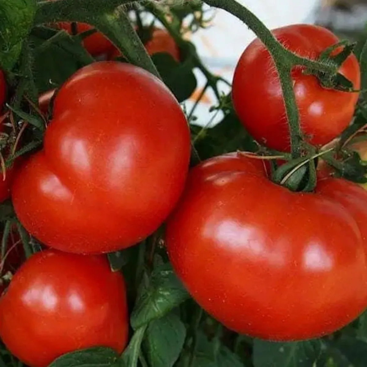 Tomato, Early Girl 500 Seed Count - Image 2
