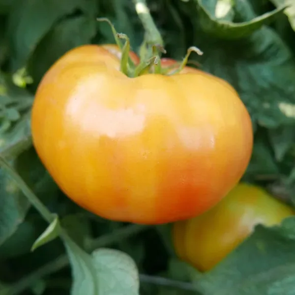 Tomato, Hillbilly Potato Leaf 100 Seed Count - Image 2